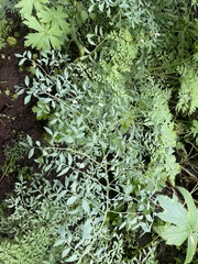 Corydalis caseana brachycarpa