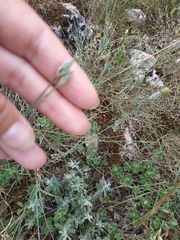 Dianthus marschallii