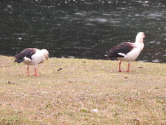Oressochen melanopterus