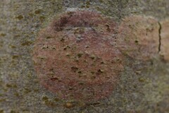 Naetrocymbe punctiformis