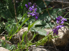 Polygala alpestris