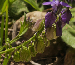 Polygala alpestris