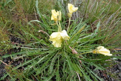 Oenothera flava