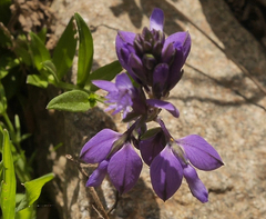 Polygala alpestris