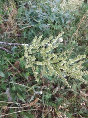 Rumex turcomanicus