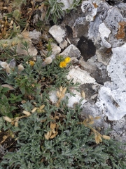 Genista albida