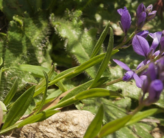 Polygala alpestris
