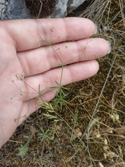 Galium tenuissimum