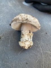Amanita protecta