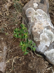 Euphorbia taurinensis