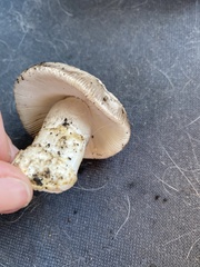 Amanita protecta