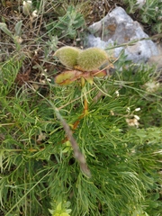 Paeonia tenuifolia