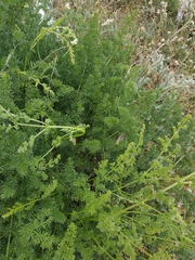 Ferulago galbanifera