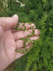 Ferulago galbanifera