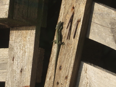 Phoenicolacerta troodica