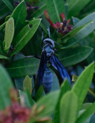 Synoeca