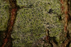 Pseudoschismatomma rufescens