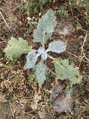 Salvia aethiopis