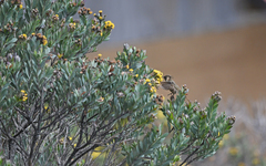 Oxypogon stuebelii