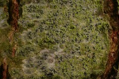 Pseudoschismatomma rufescens