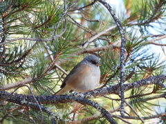 Junco bairdi