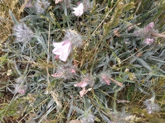 Convolvulus calvertii