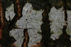 Phaeographis smithii