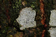 Phaeographis smithii