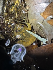 Quasipaa exilispinosa