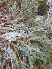 Astragalus rupifragus