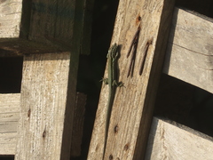 Phoenicolacerta troodica