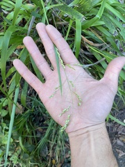 Anthoxanthum occidentale