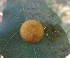 Striatoandricus nievesaldreyi