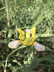 Iris variegata