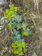 Euphorbia glareosa