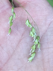 Anthoxanthum occidentale