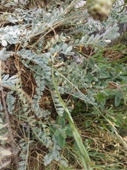 Astragalus rupifragus