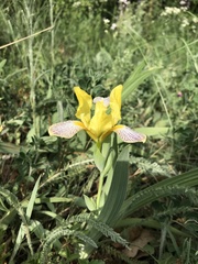 Iris variegata