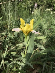Iris variegata