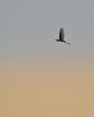 Ardea alba