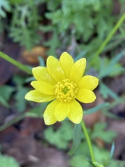 Ranunculus californicus