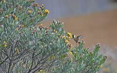 Oxypogon stuebelii