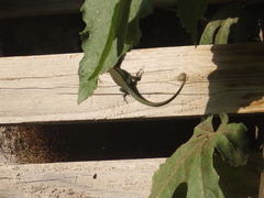 Phoenicolacerta troodica