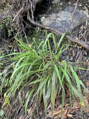 Anthoxanthum occidentale