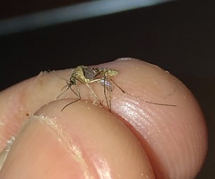 Culex pipiens