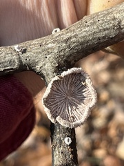 Schizophyllum commune