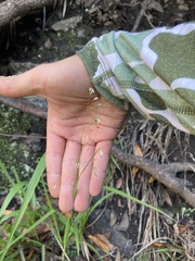 Anthoxanthum occidentale