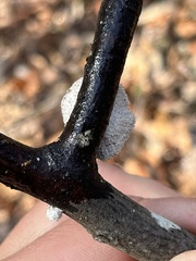 Schizophyllum commune