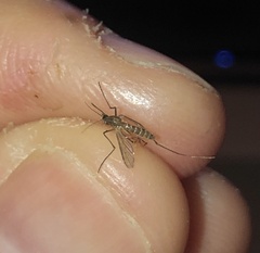 Culex pipiens