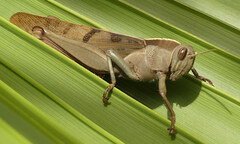 Acanthacris ruficornis